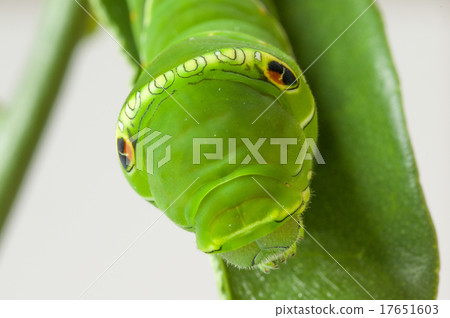 Caterpillar 17651603