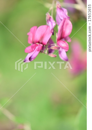 日式Hagi花特寫鏡頭 日式Hagi花特寫鏡頭 17651655