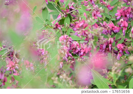 日式Hagi花特寫鏡頭 日式Hagi花特寫鏡頭 17651656