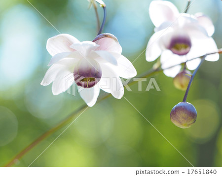 Renge goshoma 17651840