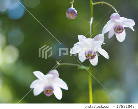 Renge goshoma 17651842