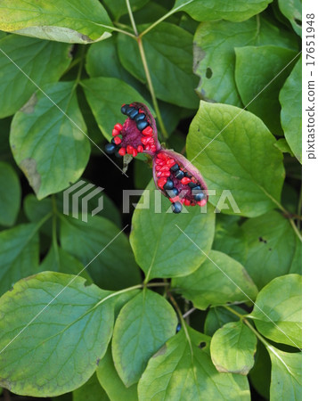 Yama peonies seeds 17651948