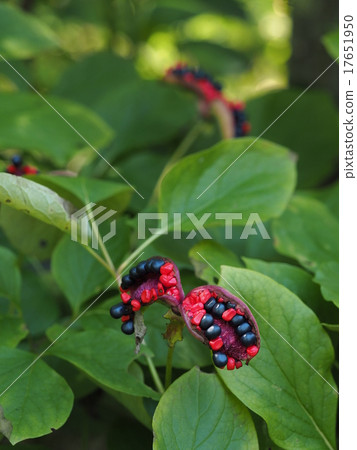 Yama peonies seeds 17651950