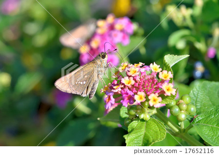 Ichimon dieselis 17652116