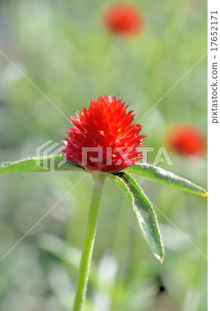千日紅 千日紅 17652171