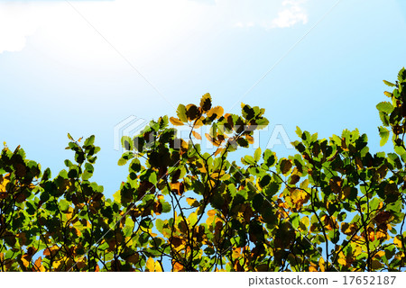 autumn orange and green leaves on sky background autumn orange and green leaves on sky background 17652187