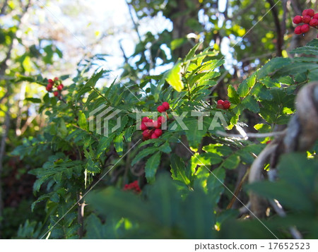Fruit of sanshou 17652523