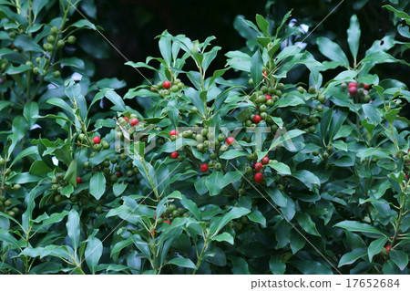 Fruit of Mochinoki Fruit of Mochinoki 17652684