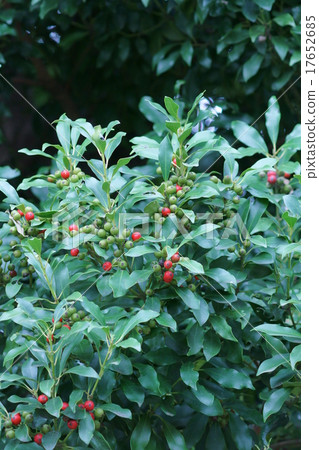 Fruit of Mochinoki 17652685