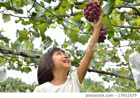 Girls enjoying grape hunting 17652879