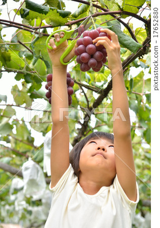 Girls enjoying grape hunting 17652880