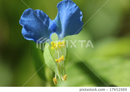 可愛的生活樹 可愛的生活樹 17652989