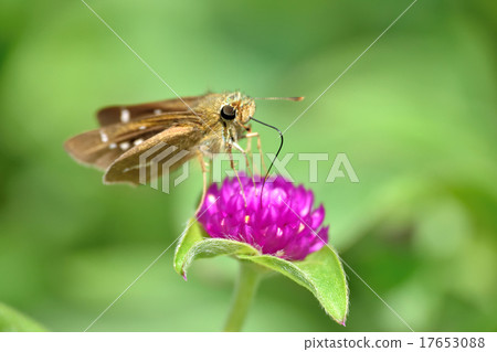 Ichimon dieselis Ichimon dieselis 17653088