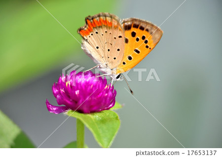 Lycaena phlaeas 17653137