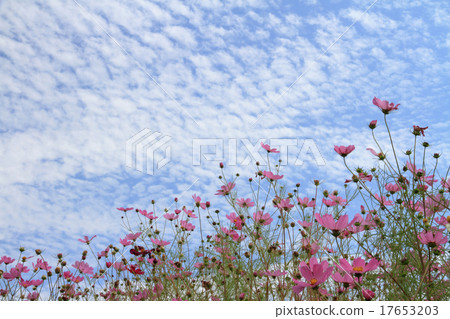Cosmos and fresh autumn sky 17653203