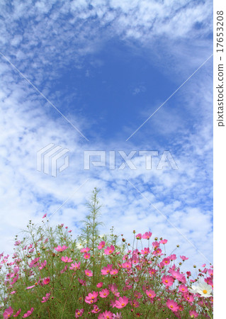 Cosmos and fresh autumn sky 17653208