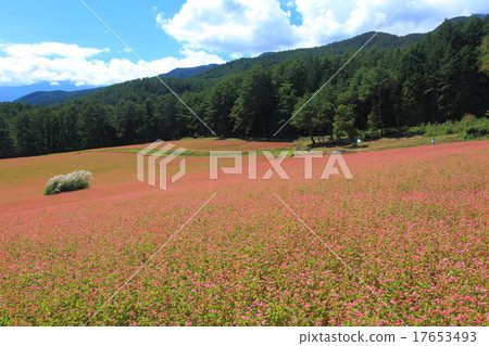 紅蕎麥麵沒有佐藤 17653493