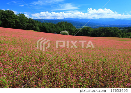 紅蕎麥麵沒有佐藤 17653495