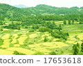 Rice paddy of Star Pass 17653618