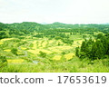 Rice paddy of Star Pass 17653619