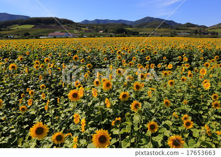 向日葵 17653663
