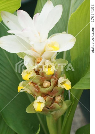 Curcuma Karukonkon Curcuma Karukonkon 17654198