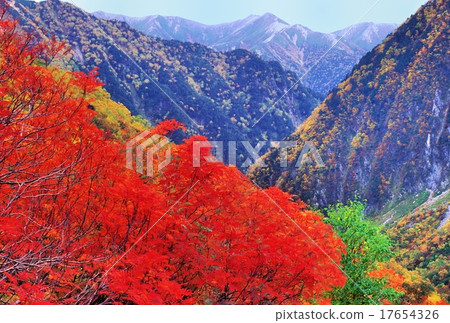 Autumn leaves, yellow leaves 17654326