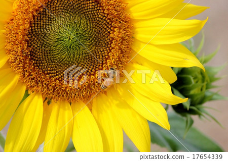 Autumn blooming sunflower Autumn blooming sunflower 17654339