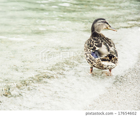 Wild mallard duck on the lake shore Wild mallard duck on the lake shore 17654602