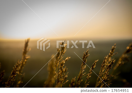 Sunrise in the summer 17654951