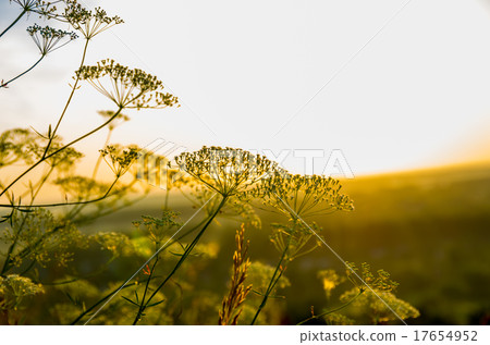Beautiful cow parsnip Heracleum  17654952