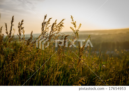Sunrise in the summer 17654953