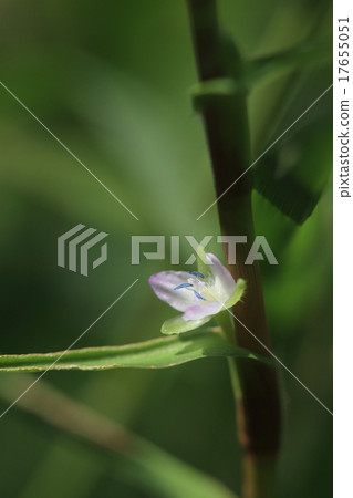 A natural plant wormwood, around nine months pink small flowers are attached one by two to the axil A natural plant wormwood, around nine months pink small flowers are attached one by two to the axil 17655051