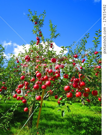 蘋果樹 蘋果樹 17655492