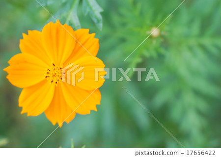  Kivanacosmos 17656422