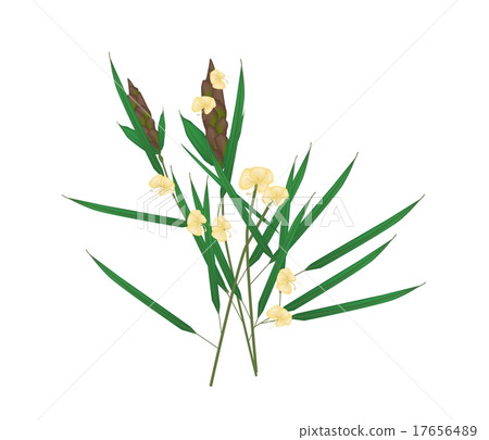 Barleria Lupulina Lindl Plant on White Background 17656489