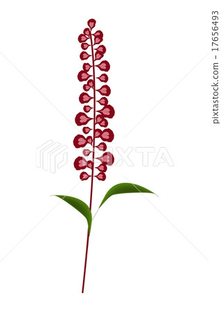 Scarlet Sage Flowers or Salvia Splendens Flower 17656493