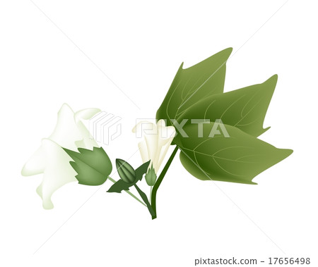 Fresh Cotton Flower with Bud on A Branch 17656498
