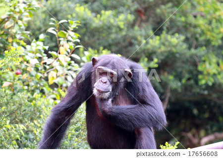 黑猩猩 17656608