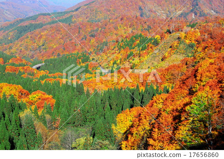 秋季植物路 17656860