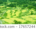 Rice paddy of Star Pass 17657244