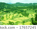 Rice paddy of Star Pass 17657245