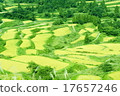 Rice paddy of Star Pass 17657246