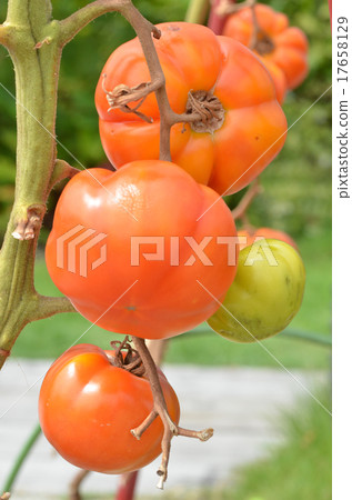 Rosso Rosso Rosso Rosso 17658129