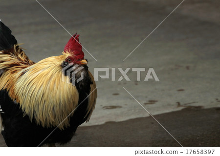Chicken 17658397