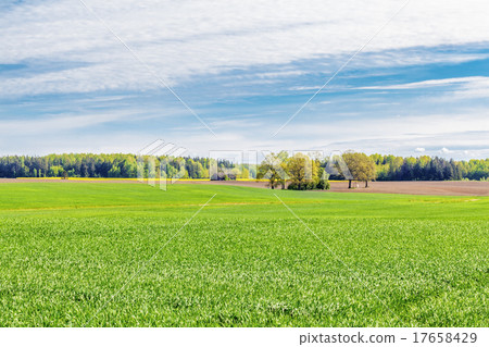 Landscape with the sky,forest and cereal field  17658429