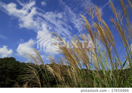 Susuki in the blue sky Susuki in the blue sky 17658966