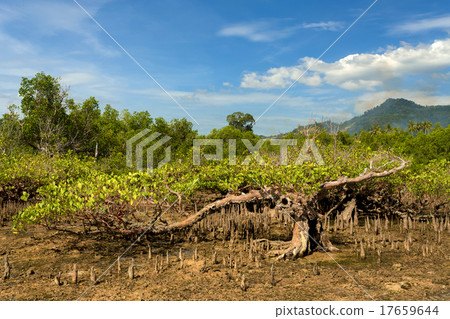 mangrove tree North Sulawesi, Indonesia mangrove tree North Sulawesi, Indonesia 17659644