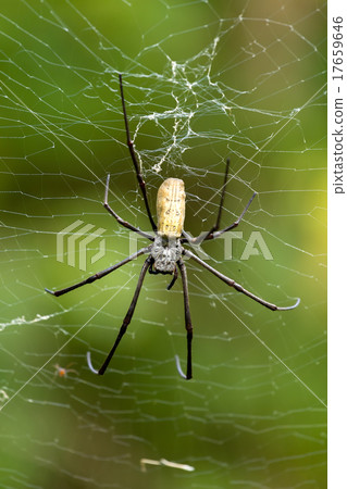 Nephila pilipes, big spider, Bali, Indonesia 17659646