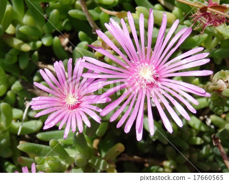Delosperma 17660565